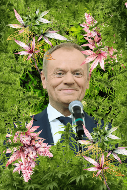 petycja do tuska w sprawie dekryminalizacji marihuany